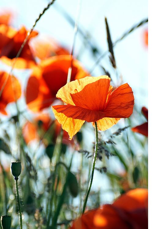 Blog Coquelicot- symbole de paix, de bien-être et de sérénité