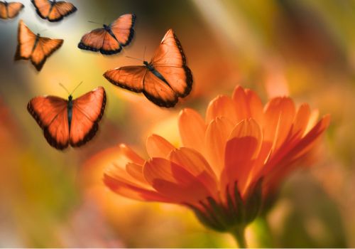 Papillons s'envolant vers plus de liberté 